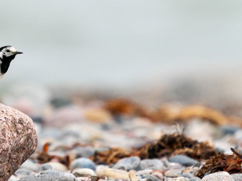 Wagtail homepage background
