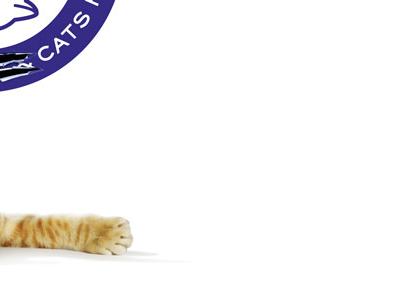 Battersea Dogs & Cats Home - Cat Take Over homepage background