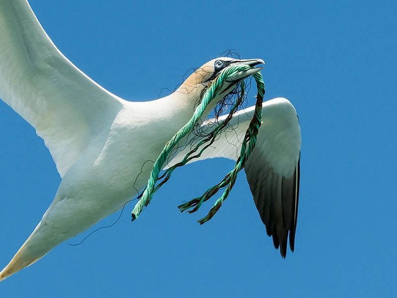 Marine Conservation Society homepage background