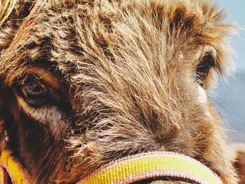 The Donkey Sanctuary homepage background